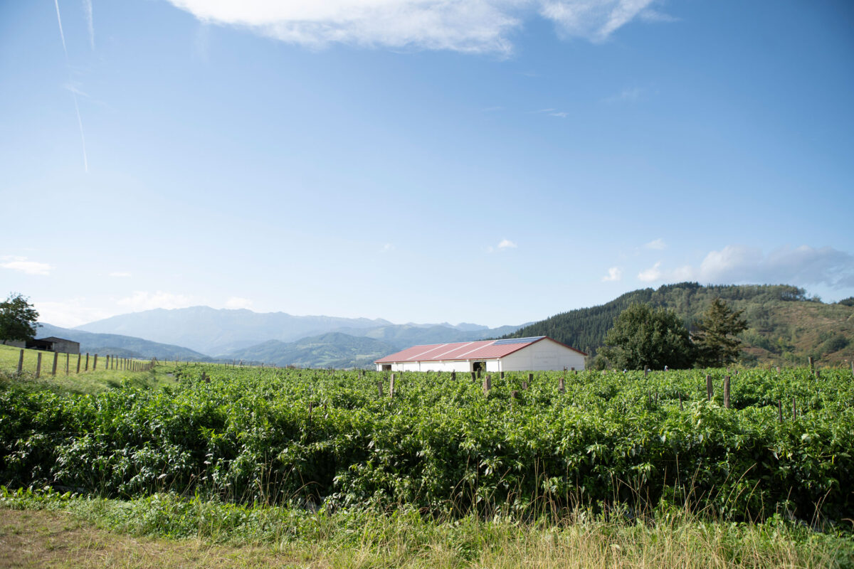 Este es nuestra plantación de guindillas de ibarra